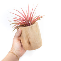 Large Driftwood Container - Choose Your Custom Tillandsia Air Plant