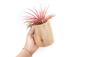 Large Driftwood Container - Choose Your Custom Tillandsia Air Plant