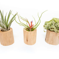 Driftwood Tillandsia Air Plant or Succulent Container