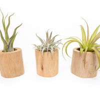 Driftwood Tillandsia Air Plant or Succulent Container