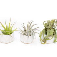 Trio of White Geometric Ceramic Containers with Assorted Tillandsia Air Plants