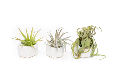 Trio of White Geometric Ceramic Containers with Assorted Tillandsia Air Plants