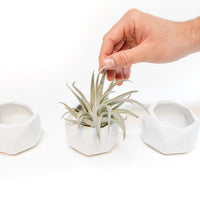 Trio of White Geometric Ceramic Containers with Assorted Tillandsia Air Plants