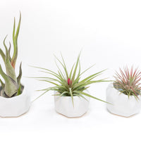 Trio of White Geometric Ceramic Containers with Assorted Tillandsia Air Plants