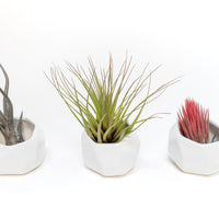 Trio of White Geometric Ceramic Containers with Assorted Tillandsia Air Plants