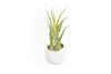 White Geometric Ceramic Container with Custom Premium Tillandsia Air Plant