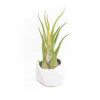 White Geometric Ceramic Container with Custom Premium Tillandsia Air Plant