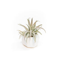 White Geometric Ceramic Container with Custom Premium Tillandsia Air Plant