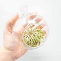 Hanging Round Bottom Glass Terrariums