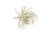 Large Tillandsia Air Plant Variety Pack - 5 Big Plants