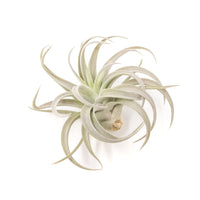 Large Tillandsia Air Plant Variety Pack - 5 Big Plants