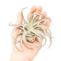 Large Tillandsia Harrisii Air Plants / 5-7 Inch Plants