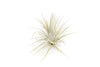 Tillandsia Ionantha Guatemala Air Plants - Set of 10, 20 or 50 Air Plants - 70% Off