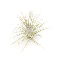 Tillandsia Ionantha Guatemala Air Plants - Set of 10, 20 or 50 Air Plants - 70% Off