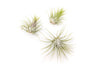 Tillandsia Ionantha Guatemala Air Plants - Set of 10, 20 or 50 Air Plants - 70% Off