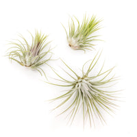 Tillandsia Ionantha Guatemala Air Plants - Set of 10, 20 or 50 Air Plants - 70% Off