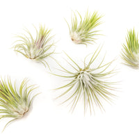 Tillandsia Ionantha Guatemala Air Plants - Set of 10, 20 or 50 Air Plants - 70% Off