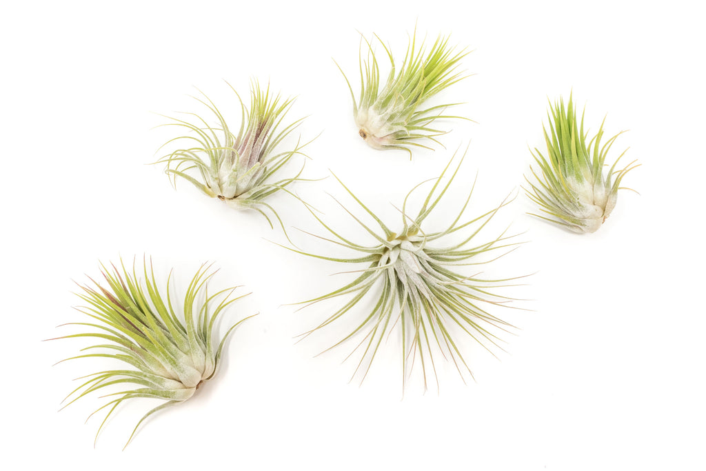 Tillandsia Ionantha Guatemala Air Plants - Set of 10, 20 or 50 Air Plants - 70% Off