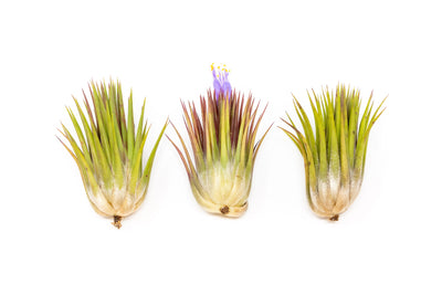 SALE - Tillandsia Ionantha Guatemala 