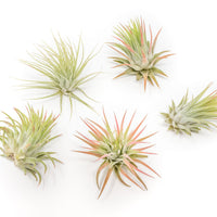 Large Tillandsia Ionantha Rubra Air Plants