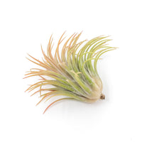 Large Tillandsia Ionantha Rubra Air Plants