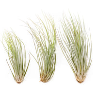 Large Tillandsia Juncea Air Plants /  8-12 Inch Plants