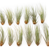 Large Tillandsia Juncea Air Plants /  8-12 Inch Plants