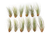 Tillandsia Juncea Air Plants