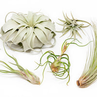 Large Tillandsia Air Plant Variety Pack - 5 Big Plants