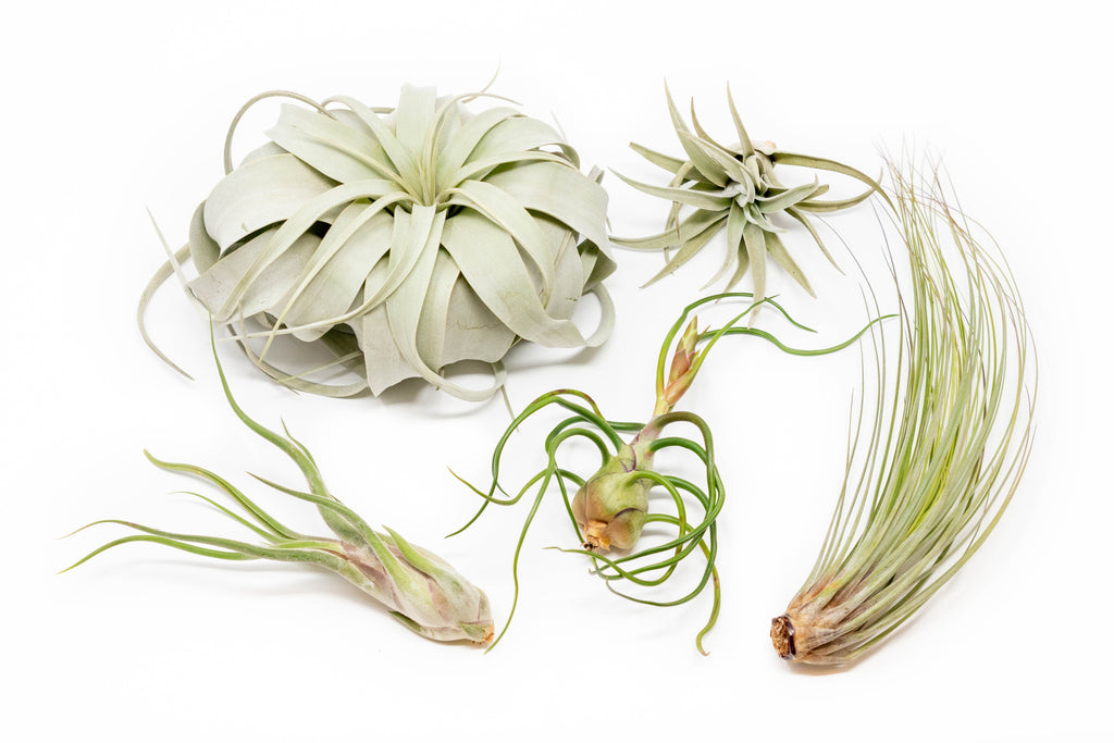 Large Tillandsia Air Plant Variety Pack - 5 Big Plants