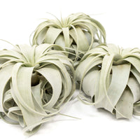 Large Tillandsia Xerographica / 6-8 Inches Wide