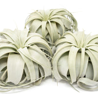 Large Tillandsia Xerographica / 6-8 Inches Wide