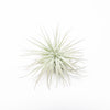 SALE - Small Tillandsia Tectorum Ecuador Air Plants - Set of 3, 6 or 9