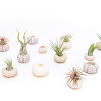 Green Urchins with Tillandsia Air Plants - Set of 3, 6 or 9