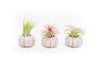 Gift Wrapped Sputnik Urchins with Tillandsia Air Plants