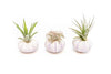 Purple Urchin with Tillandsia Air Plant - Set of 1, 3 or 5