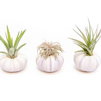 Purple Urchin with Tillandsia Air Plant - Set of 1, 3 or 5