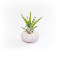 Purple Urchin with Tillandsia Air Plant - Set of 1, 3 or 5