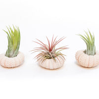 Gift Wrapped Pink Urchins with Tillandsia Air Plants