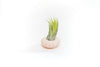 Pink Urchins with Tillandsia Air Plants - Set of 3