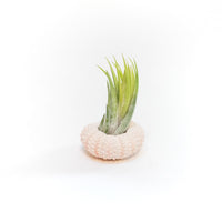 Pink Urchins with Tillandsia Air Plants - Set of 3