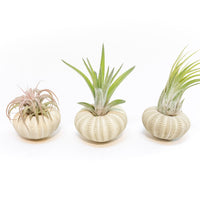 Green Urchins with Tillandsia Air Plants - Set of 3, 6 or 9