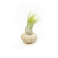 Green Urchins with Tillandsia Air Plants - Set of 3, 6 or 9