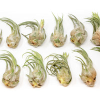 Large Tillandsia Seleriana Air Plants / 6-8 Inch Plants