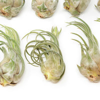 Tillandsia Seleriana Air Plants