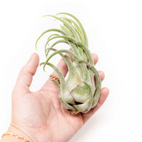 Tillandsia Seleriana Air Plants