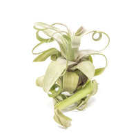 Jumbo Tillandsia Streptophylla Air Plants - Limited Quantities