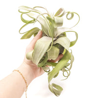 Jumbo Tillandsia Streptophylla Air Plants - Limited Quantities