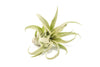 Jumbo Tillandsia Streptophylla Air Plants - Limited Quantities