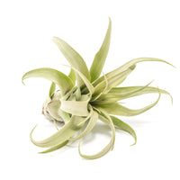 Jumbo Tillandsia Streptophylla Air Plants - Limited Quantities